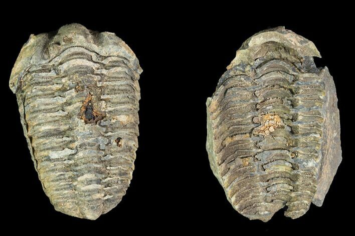 Fossil Calymene Trilobite Nodule - Morocco #100013
